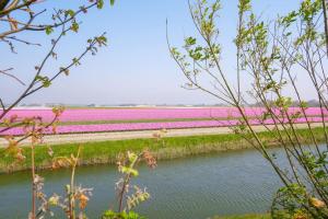 a field of pink tulips next to a body of water at Appartement Regina - Residence Juliana Julianadorp aan Zee in Julianadorp