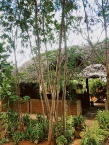 Ein Haus mit einem Haufen Bäume davor in der Unterkunft Vineyard Retreat Voi in Voi
