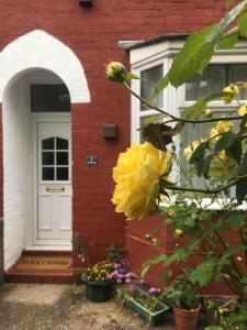 Peaceful House near Pearson Park في هال: وردة صفراء امام المنزل