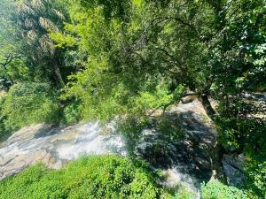 a tree on the side of a river at River Splendour Home Stay in Ella