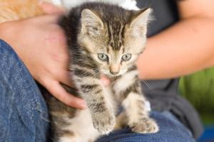 a kitten sitting on the lap of a person at Ladestatthof in Neustift im Stubaital