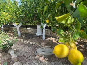 Afbeelding uit fotogalerij van De Michanna in Anarita