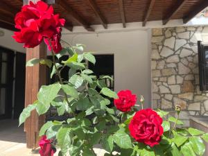 Afbeelding uit fotogalerij van De Michanna in Anarita +89 foto's