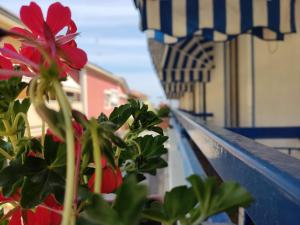 una pianta su un balcone con un fiore rosso di Albergo Conca d'Oro a Rimini