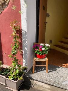 ein Blumentopf auf einem Stuhl neben einer Tür in der Unterkunft Affitti brevi Tzia Licca in Teulada