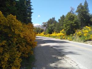 an empty road with trees and flowers on the side at Cabañas del Gutiérrez in San Carlos de Bariloche