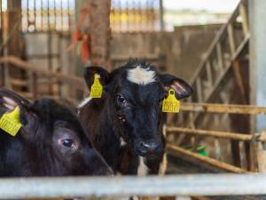 ローンセストンにあるChalet Beech Lodge by Interhomeの耳に黄色いタグを付けた2頭の黒い牛 +40枚の写真