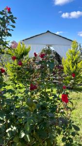 イスマユルにあるAkbA-Frame1の赤いバラの畑の白いテント