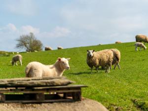ローンセストンにあるChalet Ash Lodge by Interhomeの草原の羊の放牧群