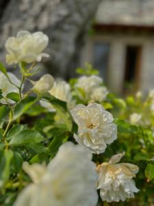 un grupo de flores blancas delante de un edificio en Holiday Home Sovenigo, en Puegnago sul Garda