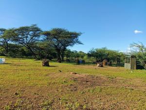 a field of grass with trees in the background at Popo Camp Lake Baringo in Ol Kokwe