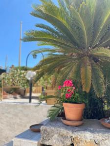 Vrt pred nastanitvijo Villetta mare di Sicilia