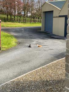 Fotografie z fotogalerie ubytování Glendale House v destinaci Monaghan