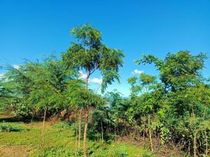 a group of trees on top of a hill at Popo Camp Lake Baringo in Ol Kokwe