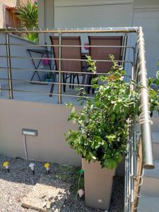 uma planta num vaso sentado ao lado de um alpendre em Akrotiri Luxury Suites em Trápeza
