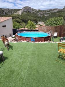 pies stojący w trawie przy basenie w obiekcie Le Nid des Calanques w Marsylii