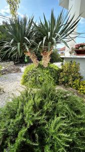 a garden with bushes and plants in front of a building at Apartmani Grgić in Trogir