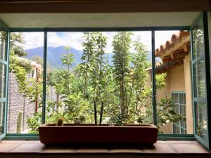 a large window with a view of a plant at El Pocito Quiet Bungalow in Oaxaca City