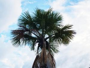 Fotografie z fotogalerie ubytování Pousada Encanto do Jalapão v destinaci São Félix do Tocantins