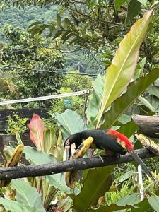a bird sitting on a branch in front of a plant at Cabañas Bambu Mindo in Mindo