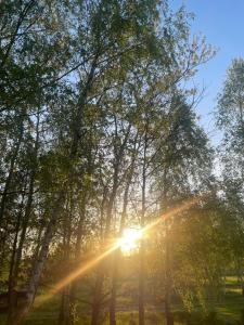 un sol brillando entre los árboles en un parque en Noclegi w Dolinie Wilkowskiej en Wilków
