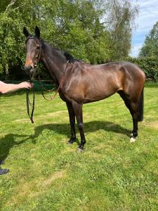 Billede fra billedgalleriet på Lanigans cottage i Fiddaun Bridge + 4 billeder