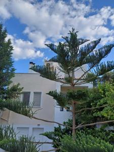 a pine tree in front of a building at Anatoli apartment in Mytilini