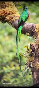 a green bird sitting on a tree branch at Tangara Lodge in San Gerardo de Dota