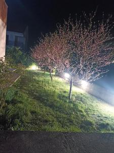 a group of trees in a field at night at Apartmani Slađo in Trebinje