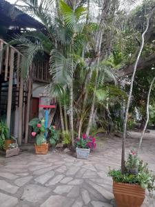 a courtyard with palm trees and flowers in pots at Pousada Bora Bora in Guarapari