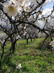 Agriturismo Vemi في Santa Sofia dʼEpiro: صف من الأشجار عليها زهور بيضاء