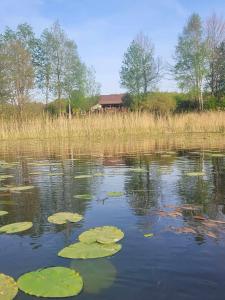 a pond with lily pads in the water at Drewniany domek Żurawi Trakt in Ząbrsko Dolne