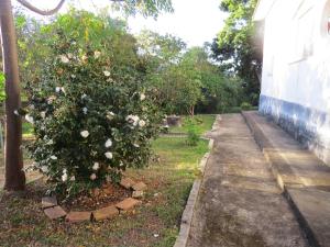 einen Rosenbusch in einem Garten neben einem Gebäude in der Unterkunft Suites Delicia in Passa Quatro