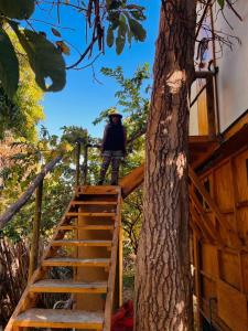 una persona parada en las escaleras de una casa en un árbol en La Sacristía, en Pica