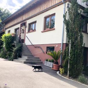 Gite du Ried في Bischwiller: قطة سوداء تمشي أمام المبنى
