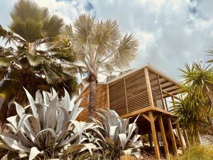 a wooden house with palm trees in front of it at Indigo Baie Cottage IBC in Le Moule