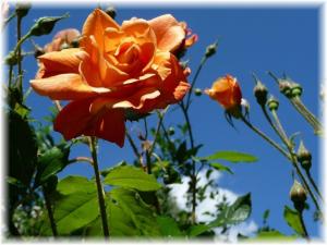 una rosa naranja está creciendo en un jardín en Haus Wattenblick OG, en Morsum