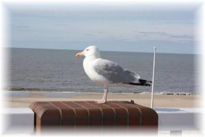 a seagull standing on top of a suitcase on the beach at Haus Wattenblick OG in Morsum