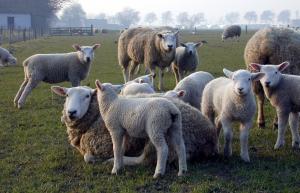 a herd of sheep standing and sitting in a field at Haus Wattenblick OG in Morsum
