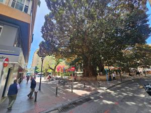 La gente caminando por una calle de la ciudad con un gran árbol en Manero Molla (Centro Alicante) en Alicante