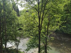 um rio no meio de uma floresta com árvores em SEZATOAREA LUPILOR em Lepşa