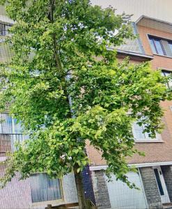 Chambre Chants d'oiseaux في بروكسل: شجرة خضراء أمام المبنى