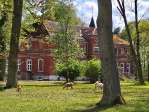 a group of animals grazing in front of a red building at Ferienwohnung 2 Am Rodelberg in Priborn