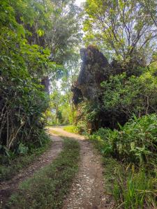 een onverharde weg in het midden van een bos bij Rm 207 Mhapiya-aw Pensione Inn in Sagada