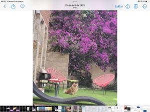 un cane seduto di fronte a un albero con fiori viola di Torre con vistas a Tossa de Mar