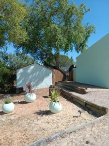 Cabanas de Melides في ميليد: ثلاثة خزاف من النباتات جالسة في الرمال بالقرب من شجرة