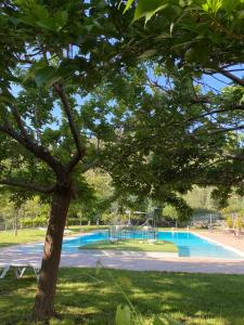 a tree in front of a swimming pool at Coto del Valle de Cazorla in Cazorla