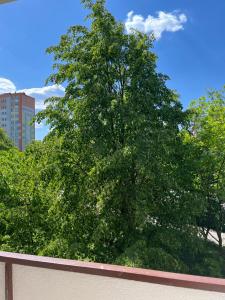 托倫的住宿－Apartament Rubinowy，墙上有绿叶的大树