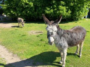 un burro parado en la hierba junto a una cebra en Het Familie Boshuisje - vakantiewoning op prachtig park met veel faciliteiten inc ligbad, en Gramsbergen