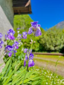 un montón de flores púrpuras en un jardín en Agriturismo La Vecchia Chioderia en Grandola ed Uniti